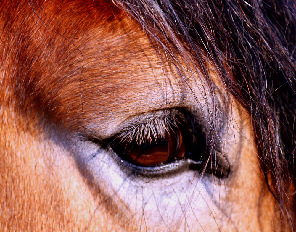 paard | Cruyd& - Natuurgeneeskundige praktijk voor dieren