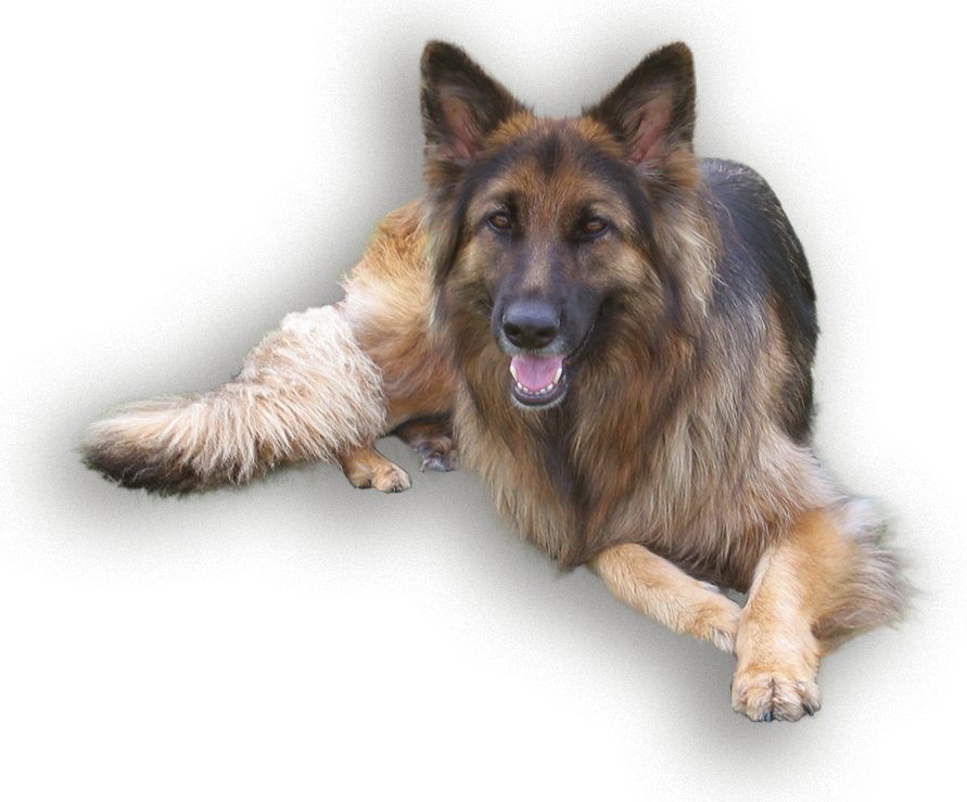Headerfoto hond | Cruyd& - Natuurgeneeskundige praktijk voor dieren en mens