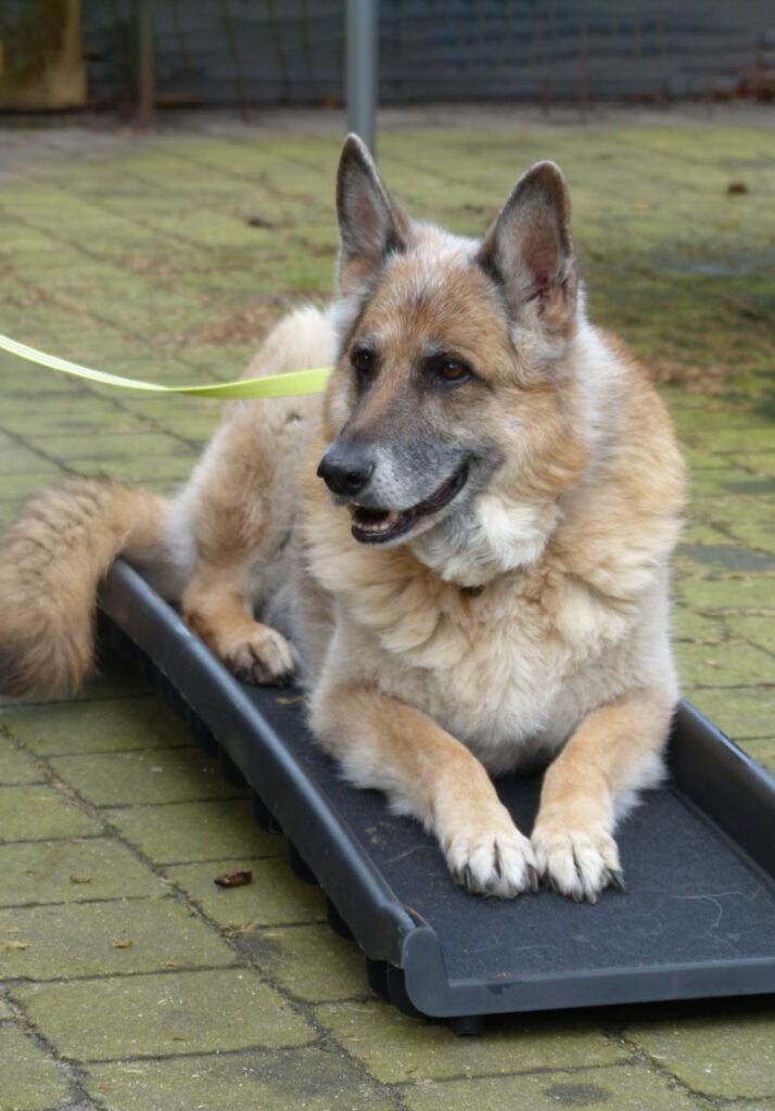 Ttouch | Cruyd& - Natuurgeneeskundige praktijk voor dieren en mens