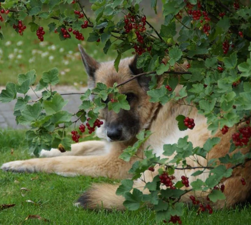 Kunnen dieren zichzelf helen?